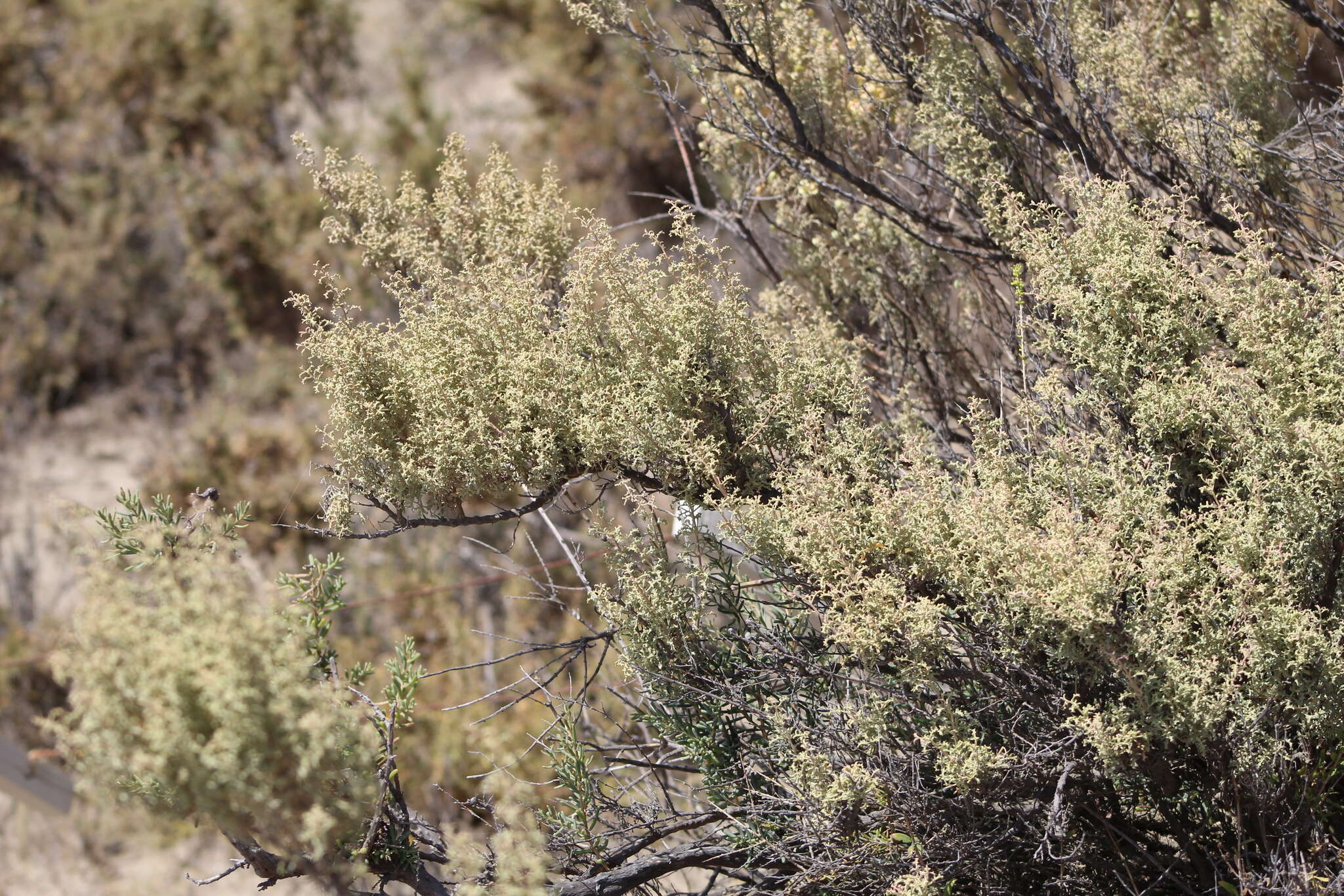 Image of South American saltbush