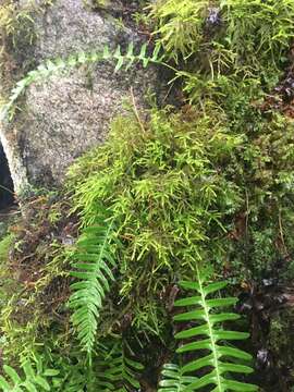 Image of loeskeobryum moss