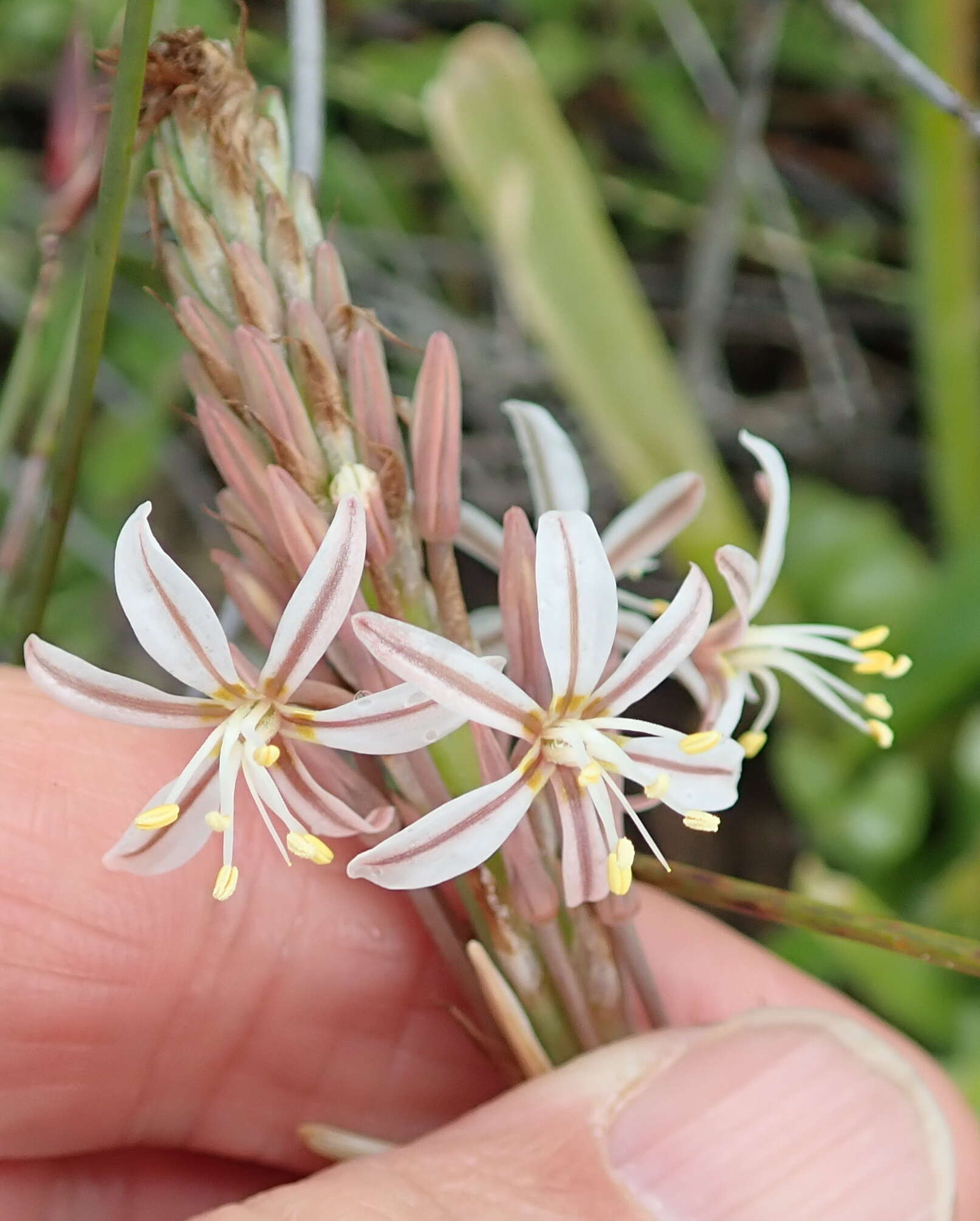 Image of Trachyandra ciliata (L. fil.) Kunth