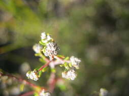 Image of Phylica brachycephala Sond.