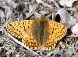 Image of Alaskan Fritillary