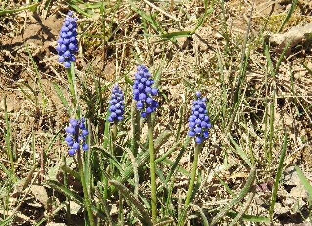 Image of Armenian grape hyacinth