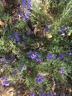 Image of bunchleaf penstemon