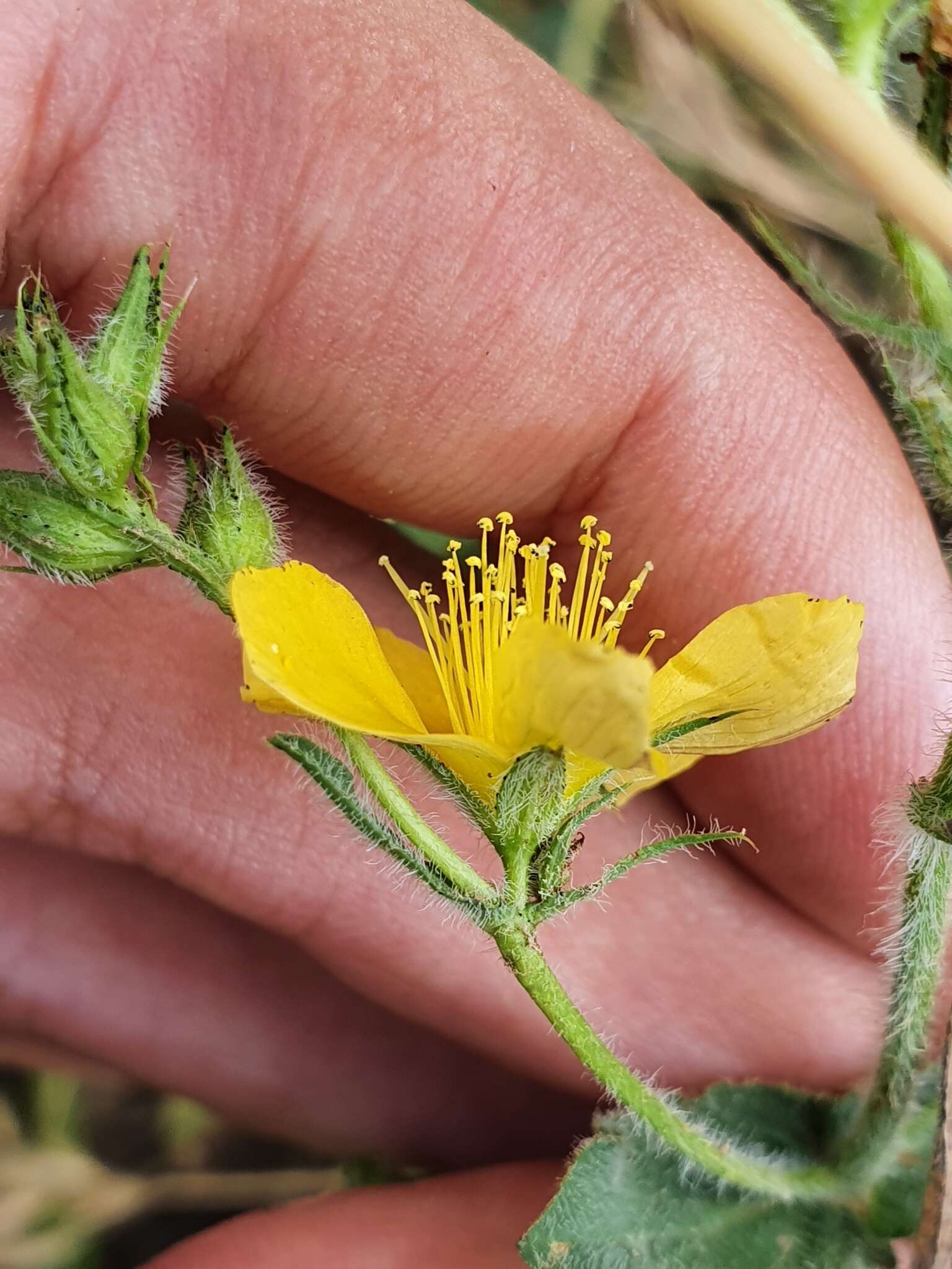 Image of Hypericum pubescens Boiss.