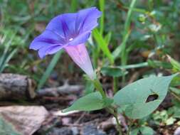 Слика од Ipomoea purpurea (L.) Roth