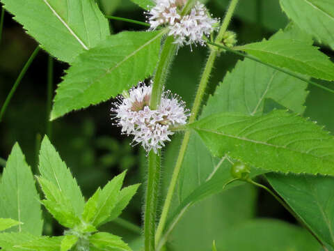 Image of Mentha canadensis L.