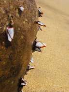 Image of goose barnacle