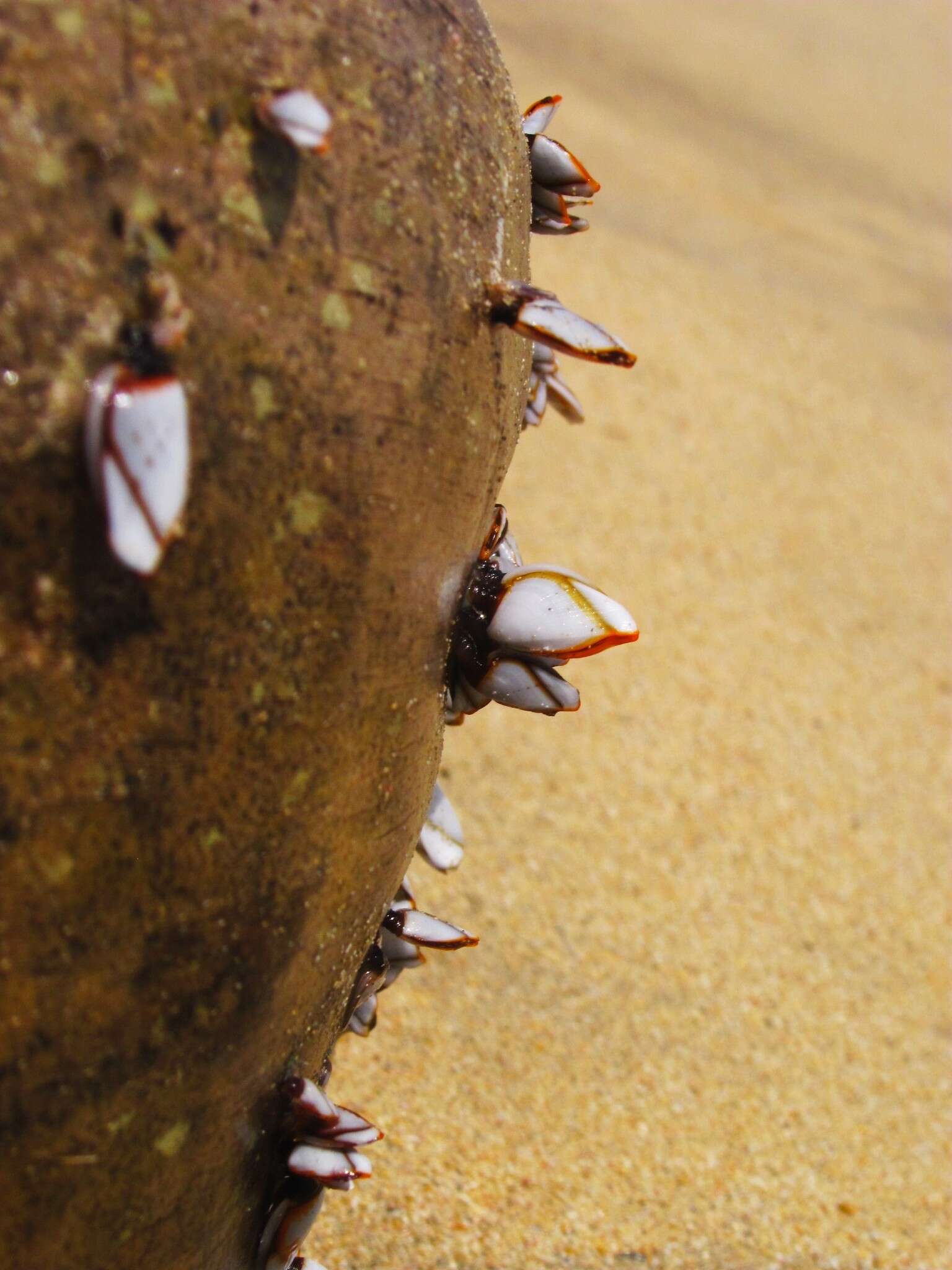 Image of goose barnacle