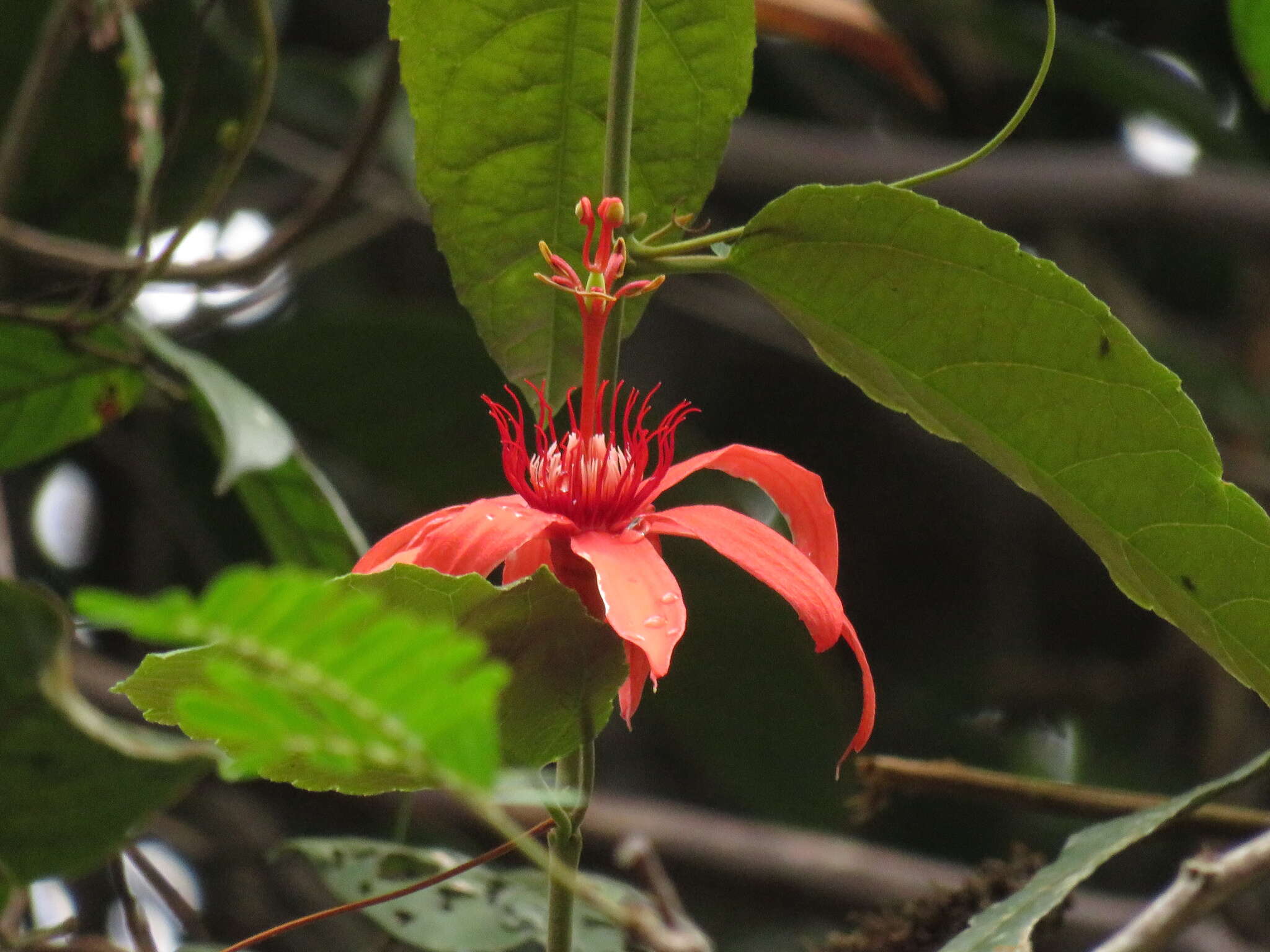 Image of Passiflora quadriglandulosa Rodschied