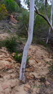 Image of Eucalyptus camaldulensis subsp. arida Brooker & M. W. Mc Donald