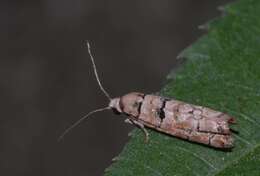 Image of Blastesthia tessulatana