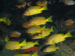 Image of Golden-lined snapper