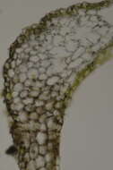 Image of Pellia alpicola L. Soderstr., A. Hagborg, von Konrat & Phytotaxa