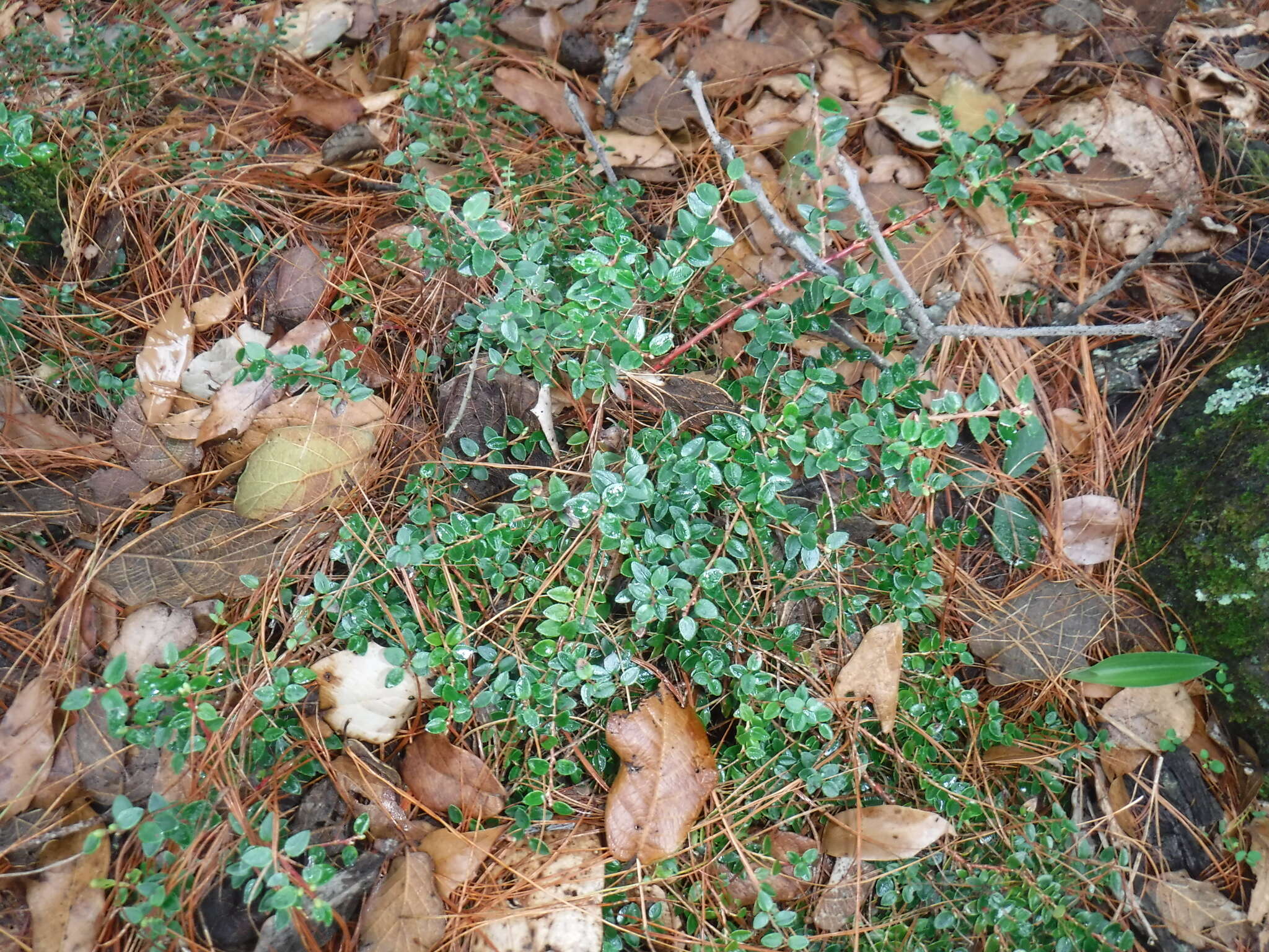 Image of Vaccinium confertum Kunth