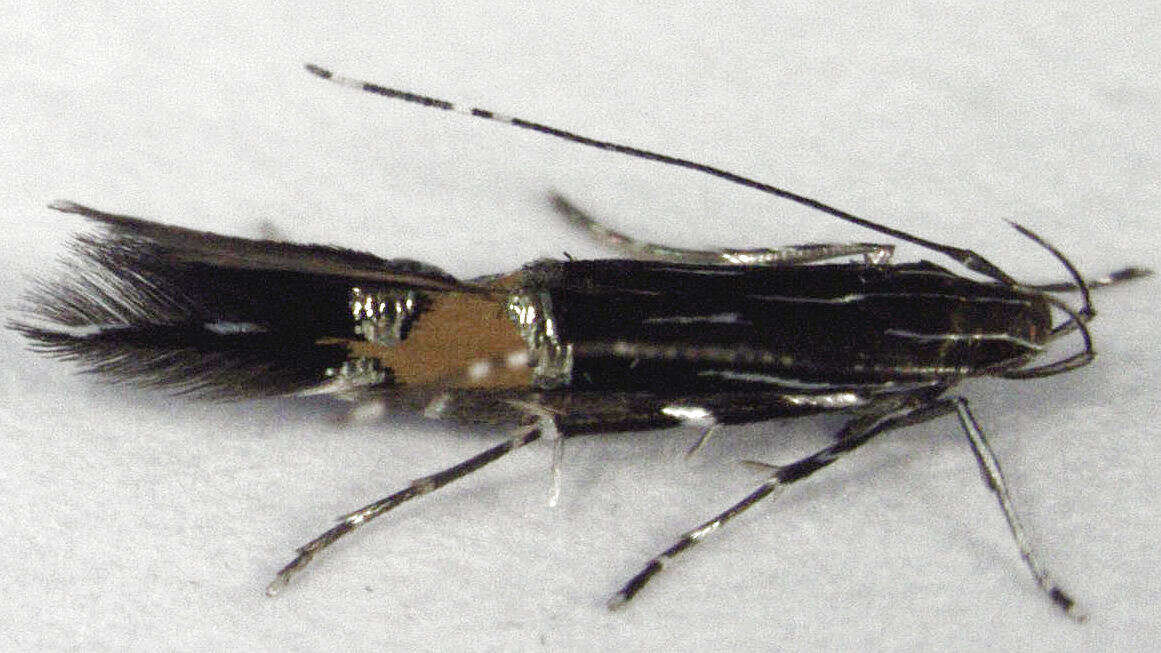 Image of Cosmopterix attenuatella Walker 1864