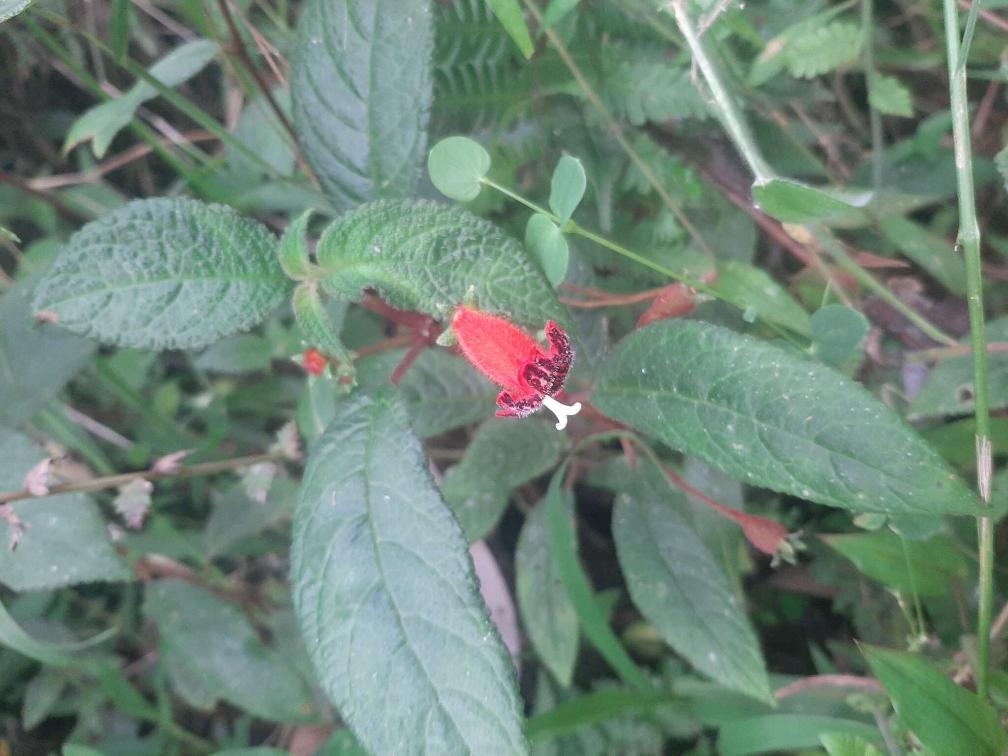 Sivun Kohleria inaequalis var. ocellata (Hook.) L. P. Kvist & L. E. Skog kuva