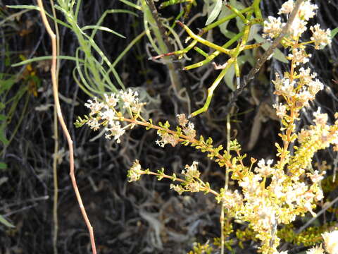 Image of Acantholippia