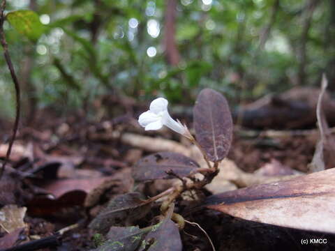 Image of Podorungia clandestina (Stapf) Benoist