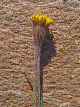 Image of Arctic Squaw-Weed