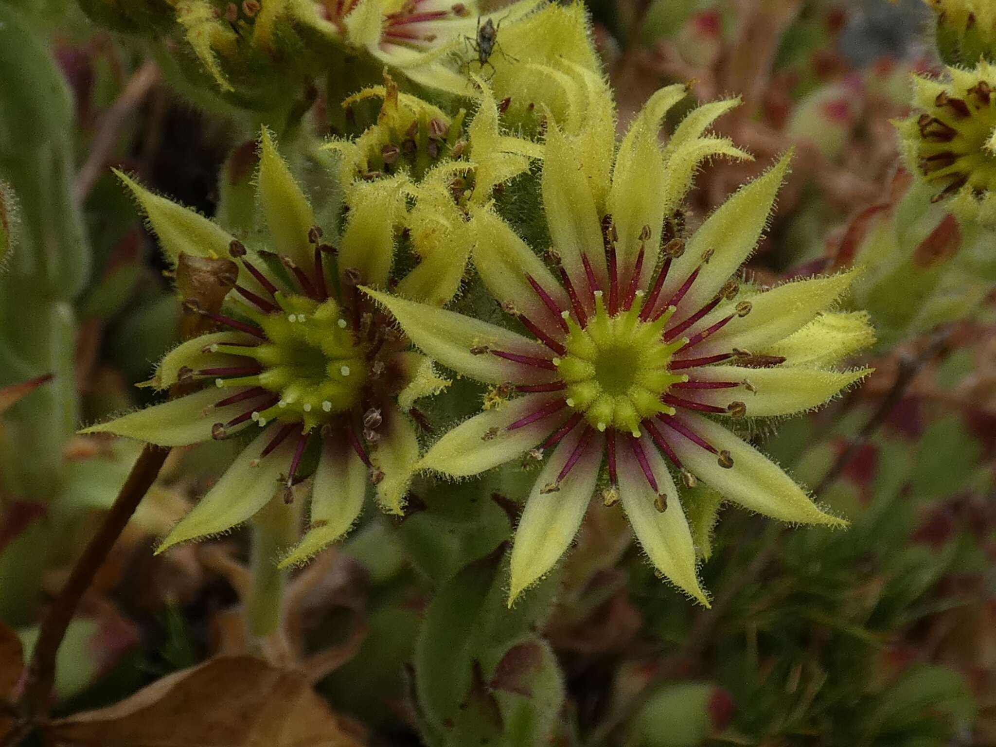 Image of Sempervivum grandiflorum Haw.