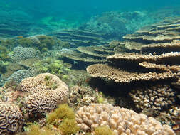 Image of Acropora solitaryensis Veron & Wallace 1984