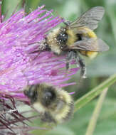 Слика од Bombus appositus Cresson 1879