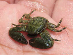 Image of green porcelain crab