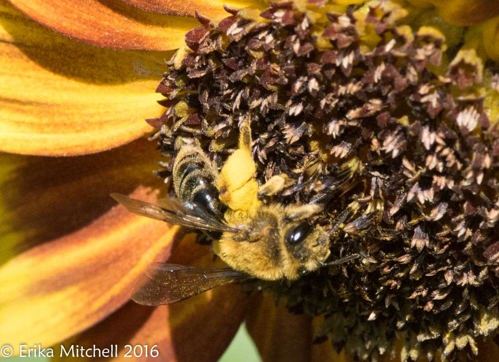 Image of Sunflower Andrena