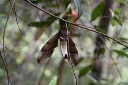 Image of Coequosa triangularis (Donovan 1805)