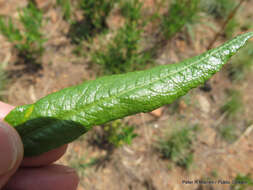 Image of Fadogia homblei De Wild.