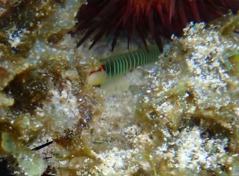 Image of Green banded goby