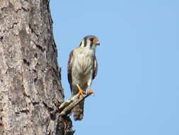 Image of Little Sparrow Hawk