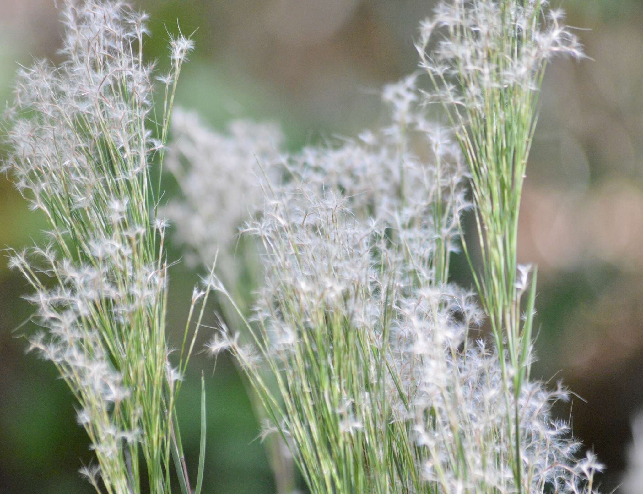 Image of Schizachyrium microstachyum (Desv.) Roseng., B. R. Arrill. & Izag.