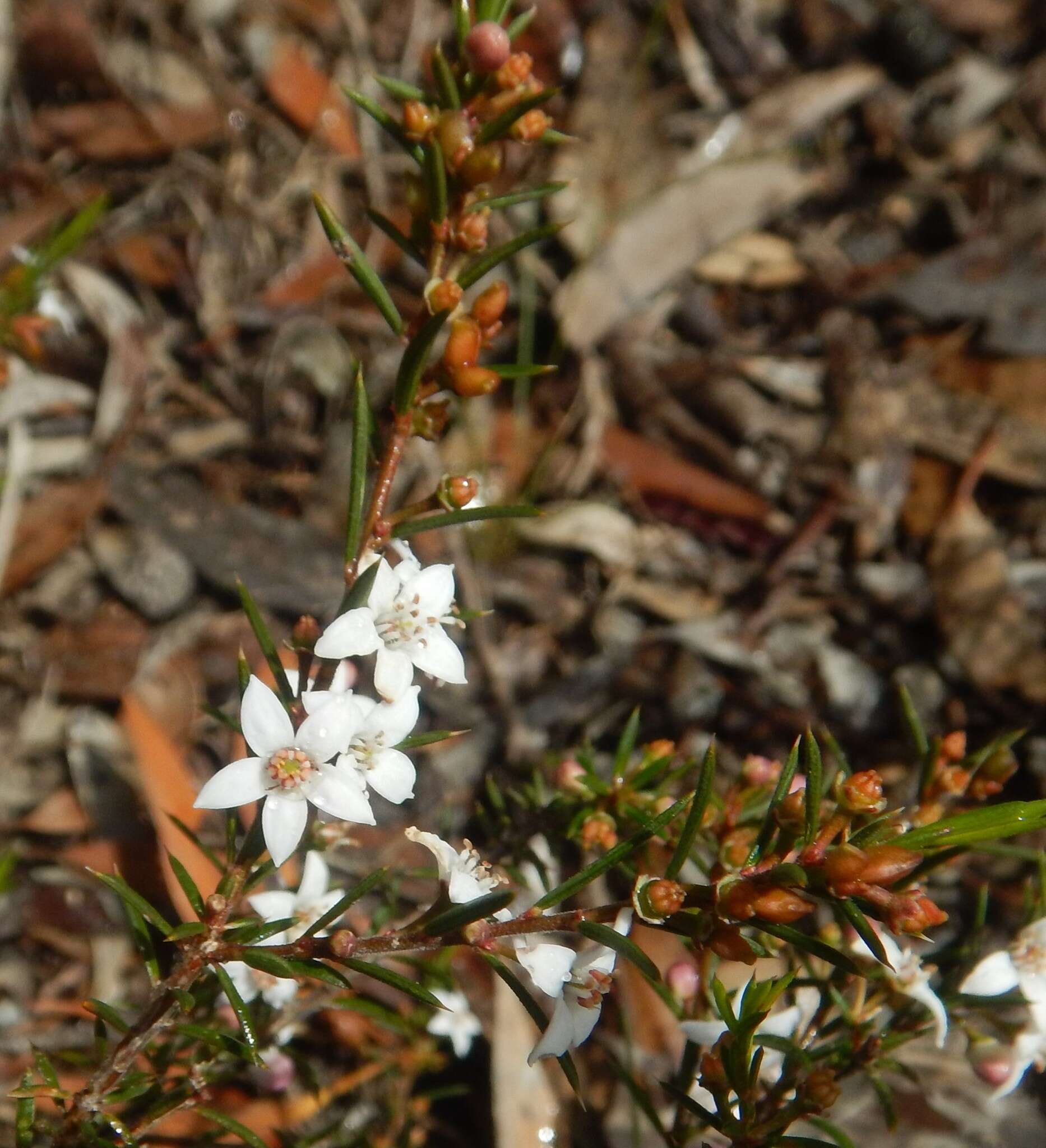 Image of Philotheca pungens (Lindl.) Paul G. Wilson