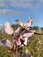 Image of Purple donkey orchid