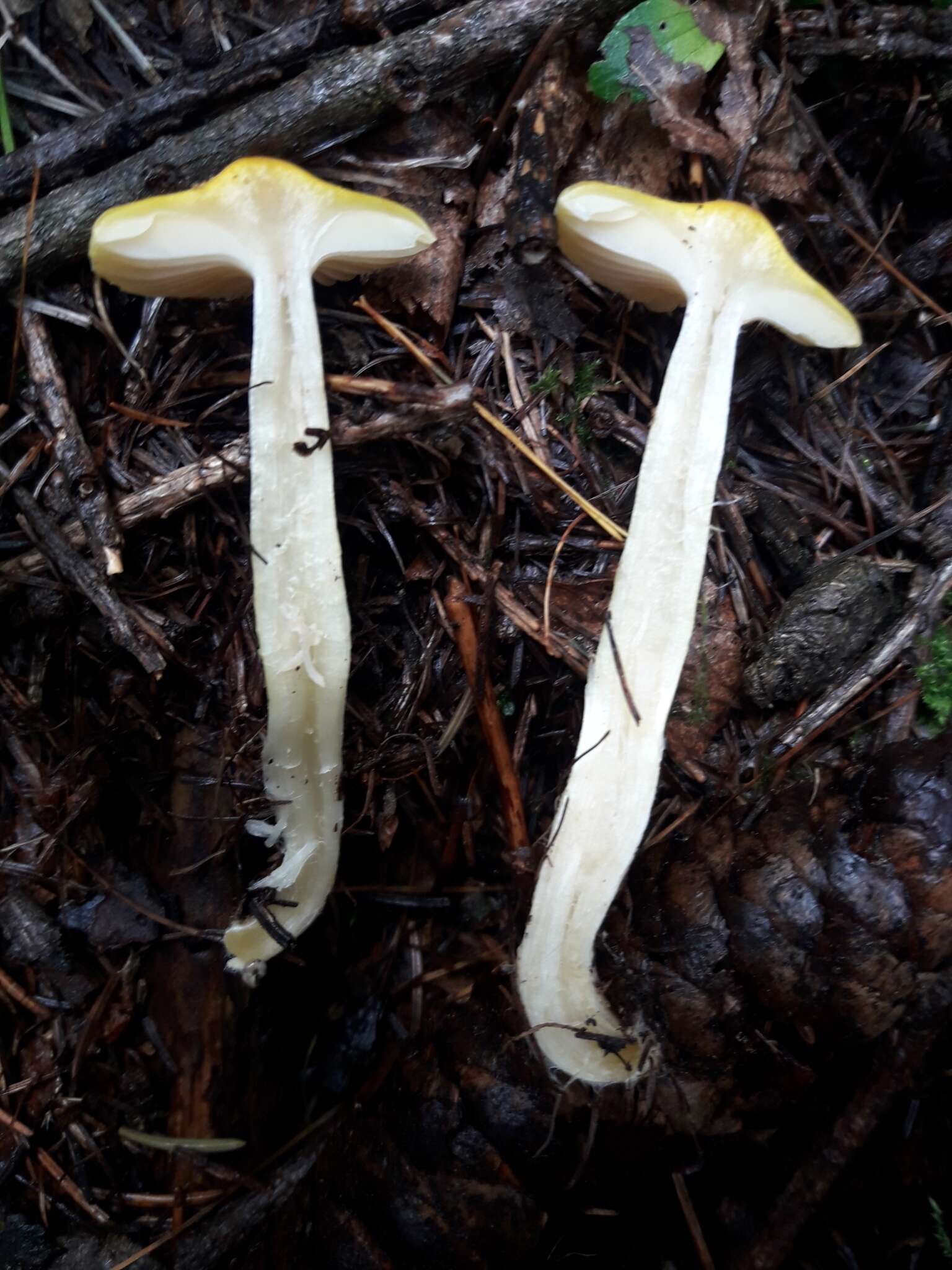 Image of Hygrophorus lucorum Kalchbr. 1874