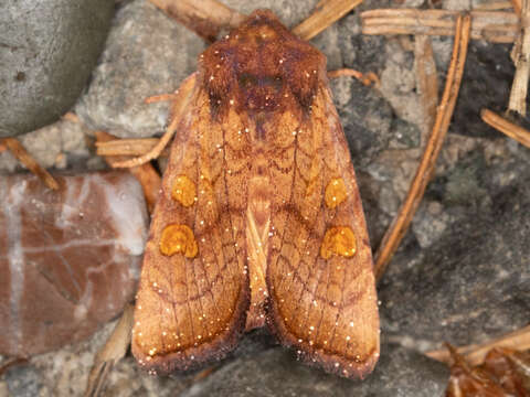 Image of <i>Amphipoea pacifica</i>