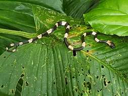 Image of Graceful Snail-eater