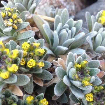 Image of Draba nivicola Rose