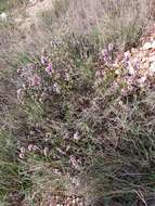 Image of heather