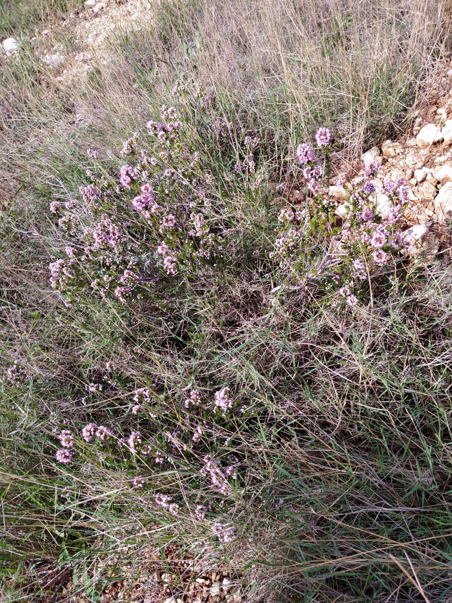 Image of heather