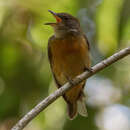 Image of Flame-crested Manakin