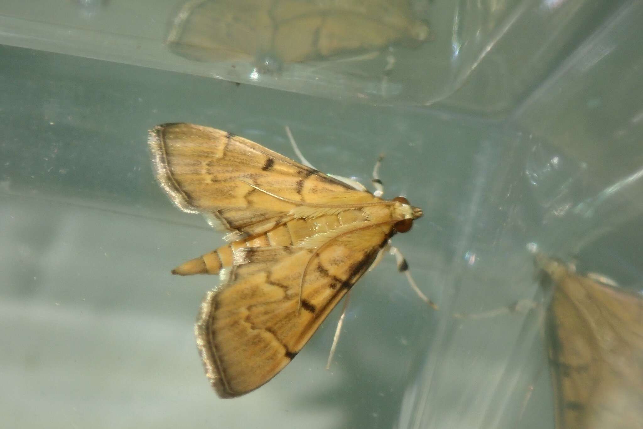 Image of Herpetogramma rudis Warren 1892