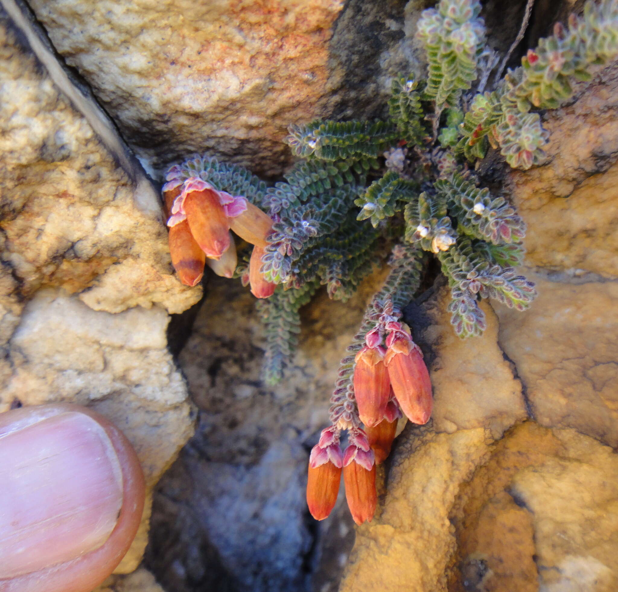 Image of Erica lithophila E. G. H. Oliv. & I. M. Oliv.