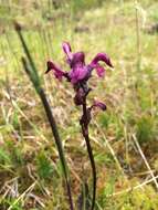 Imagem de <i>Pedicularis ornithorhynchos</i> Bentham