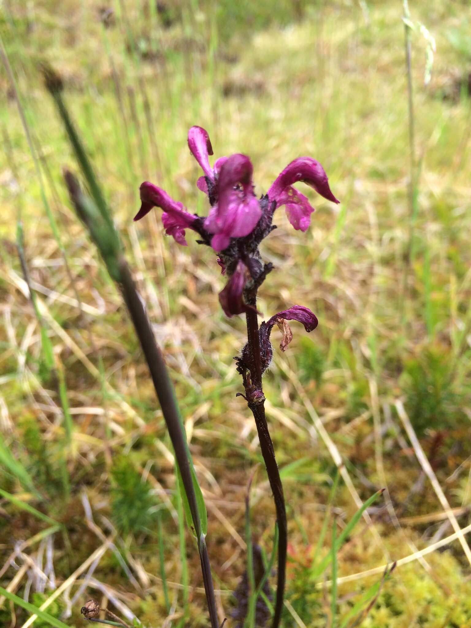 Imagem de <i>Pedicularis ornithorhynchos</i> Bentham