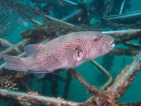 Image of Many-lined pufferfish