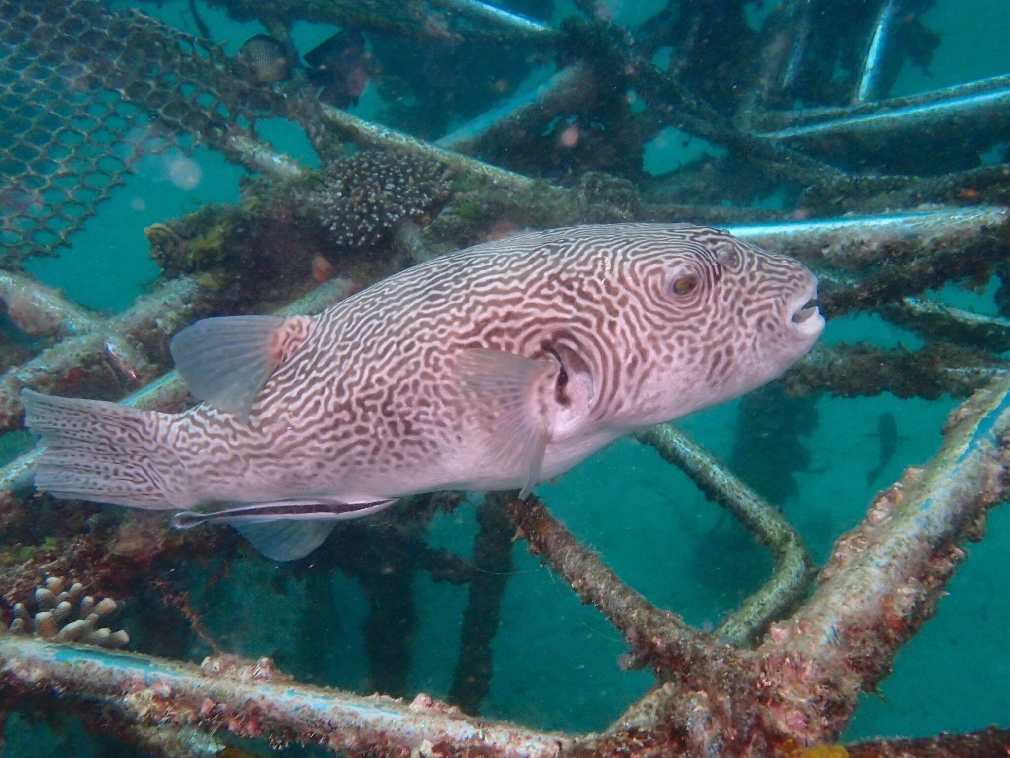 Image of Many-lined pufferfish