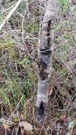 Image of Hakea ferruginea Sweet