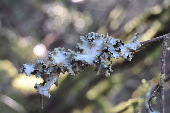 Image of Arnold's parmotrema lichen